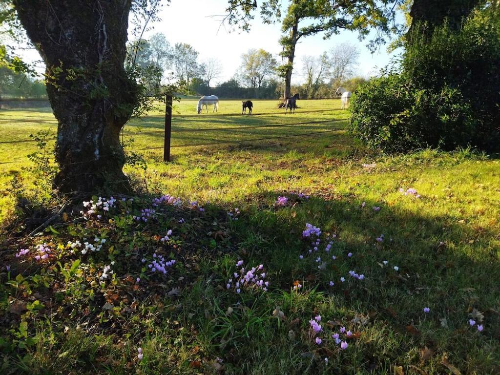 Maison De Campagne Au Coeur D'Un Elevage De Poneys Connemara Le Landreau Екстериор снимка